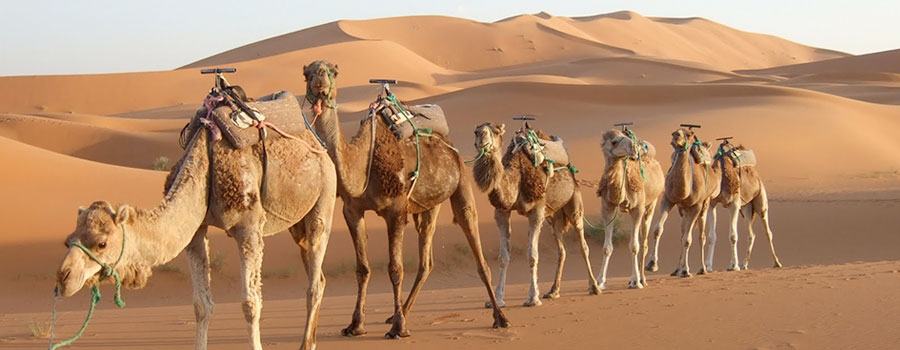 Desert Circuit Tour